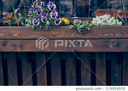 Marigolds, pansies and alyssum grow in a wooden box. Summer flowers grow in an open space near an outdoor cafe. With space to copy. High quality photo Marigolds, pansies and alyssum grow in a wooden box. Summer flowers grow in an open space near an outdoor cafe. With space to copy. High quality photo 114954028