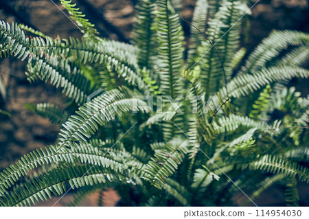 Green leaves of the nephrolepis fern in close-up. Natural green background of leaves in sunlight. A lush bush in the sunlight. With a place to copy. High quality photo Green leaves of the nephrolepis fern in close-up. Natural green background of leaves in sunlight. A lush bush in the sunlight. With a place to copy. High quality photo 114954030