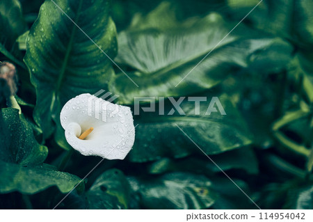 A close-up of a calla of a white flower on a green background in sunlight using space to copy the natural flora as a background. The concept of the cover. High quality photo 114954042