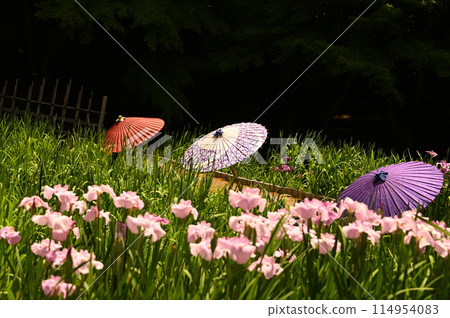 鳶尾花花園和日本雨傘的場景 114954083