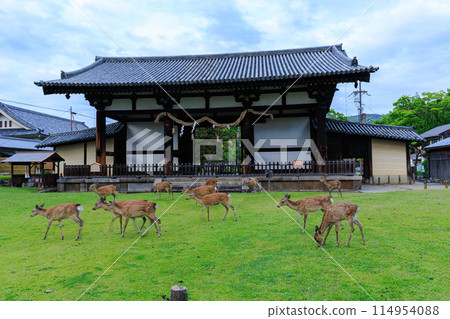 Scenery with deer at Todaiji Temple's Tenpaimon Gate ① Scenery with deer at Todaiji Temple's Tenpaimon Gate ① 114954088