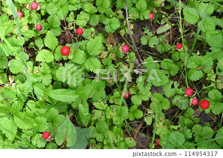 snake strawberry 114954317