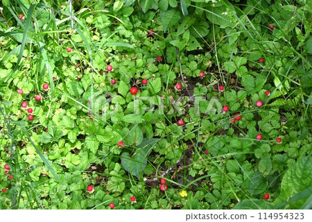 snake strawberry snake strawberry 114954323