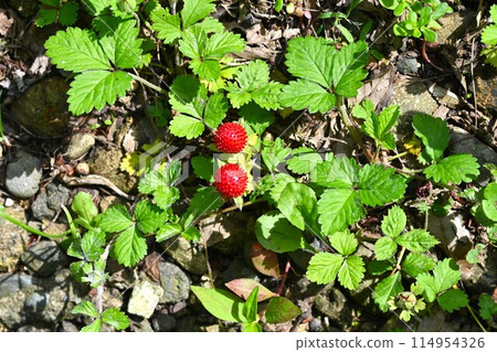 snake strawberry snake strawberry 114954326