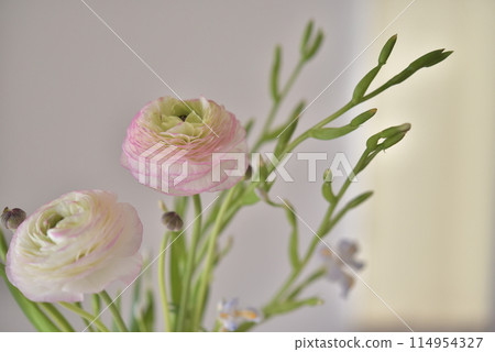 Flower Ranunculus Flower Ranunculus 114954327