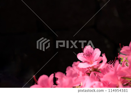 小月杜鵑花在初夏的陽光下綻放出鮮紅的花朵 114954381