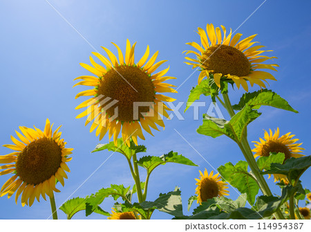 一朵向著太陽綻放的健康向日葵 114954387