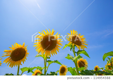 一朵向著太陽綻放的健康向日葵 114954388