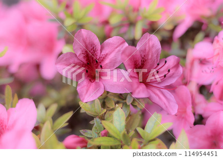 Satsuki azalea flowers blooming bright red in the early summer sunshine Satsuki azalea flowers blooming bright red in the early summer sunshine 114954451