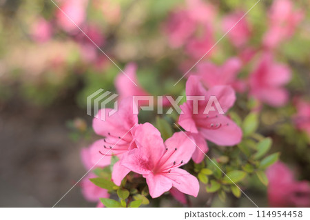Satsuki azalea flowers blooming bright red in the early summer sunshine 114954458