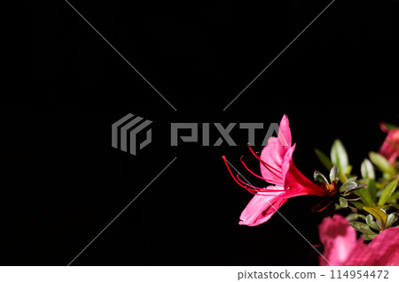 Satsuki azalea flowers blooming bright red in the early summer sunshine 114954472