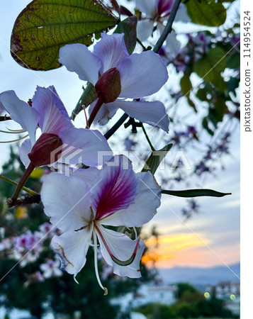 Orchid tree Bauhinia purpurea flowers Close up sunset in the background. Common name White Purple bauhinia, camel's foot, butterfly tree, and Hawaiian orchid tree. 114954524