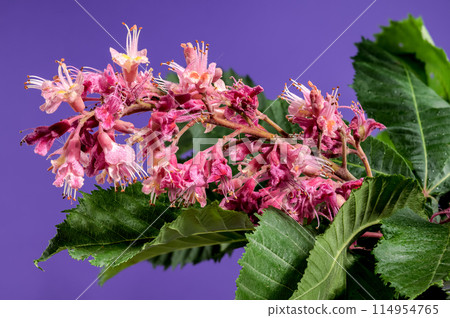 Blooming red horse-chestnut flowers on a purple background Blooming red horse-chestnut flowers on a purple background 114954765
