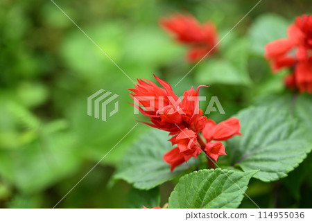 丹參花 丹參花 114955036