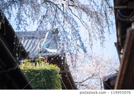 春天的東山區 114955076