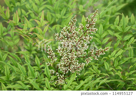 南天花蕾 南天花蕾 114955127