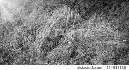 Harvested wheat in sheaves lies on the ground Harvested wheat in sheaves lies on the ground 114955186