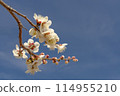 Spring Blossom Elegance of Sakura Against Blue Sky 114955210