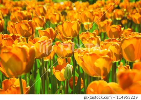 Field of bright tulip flowers Field of bright tulip flowers 114955229