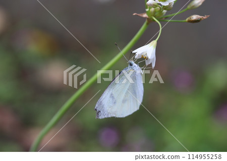 Monsieur root stopping in flowers 114955258