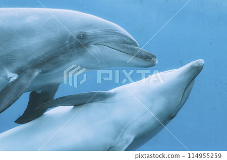 Hakkeijima Sea Paradise: Two dolphins playing together 114955259