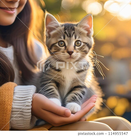 Kitten on woman's palm Kitten on woman's palm 114955547