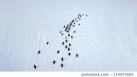 Gentoo penguins running snow covered field aerial view. Explore wildlife in Antarctica. Beauty of wild animals and untouched nature on South Pole. Top drone flight above Antarctic birds migration 114955665