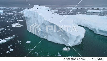 Albatross birds resting on drifting iceberg in Antarctica. Melting glacier floats in ice water ocean. Environment and landscapes of South Pole. Explore arctic wildlife. Aerial drone shot panorama Albatross birds resting on drifting iceberg in Antarctica. Melting glacier floats in ice water ocean. Environment and landscapes of South Pole. Explore arctic wildlife. Aerial drone shot panorama 114955682