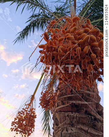 date tree with fruits 114955924
