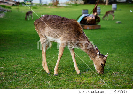 Young Deer Grazing on Lush Green Grass in Niemodlin Castle Park on Sunny Day 114955951