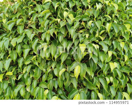 ficus benjamina plant texture ficus benjamina plant texture 114955971