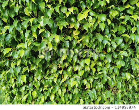 ficus benjamina plant texture 114955974