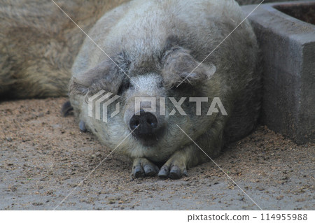wild pig is resting 114955988