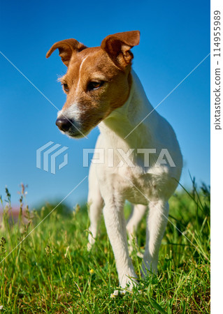 Portrait of Jack Russell Terrier dog on Vibrant Green Grass Under Clear Blue Sky Portrait of Jack Russell Terrier dog on Vibrant Green Grass Under Clear Blue Sky 114955989