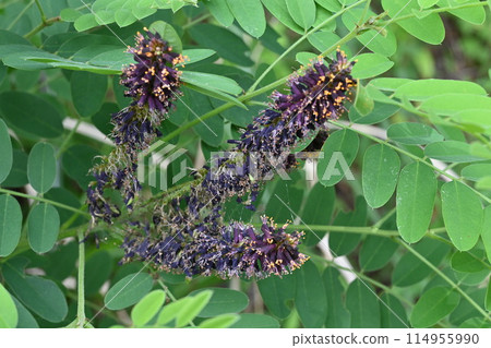 Itachihagi's flower 114955990