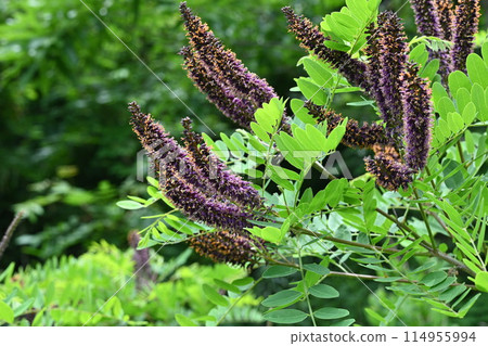 Itachihagi's flower Itachihagi's flower 114955994