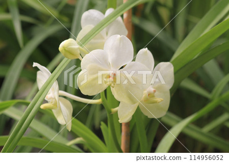orchid flower texture 114956052