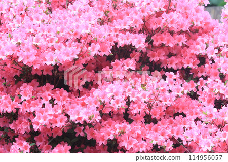 azalea flowers texture azalea flowers texture 114956057
