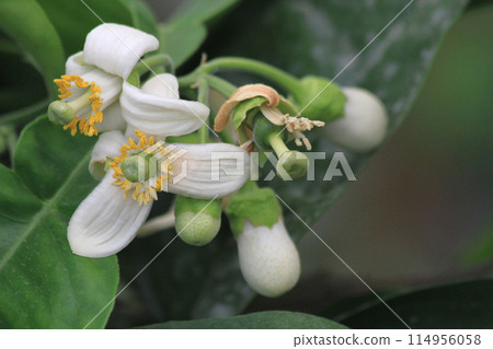 fresh pomelo flowers fresh pomelo flowers 114956058