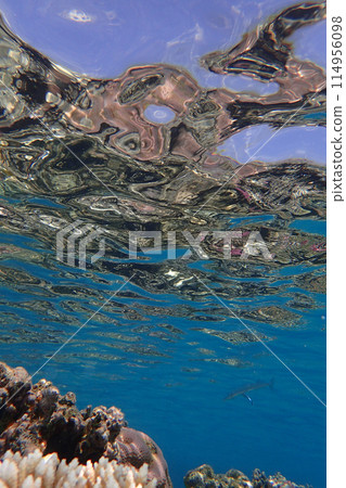 coral reef in Egypt, Makadi Bay 114956098