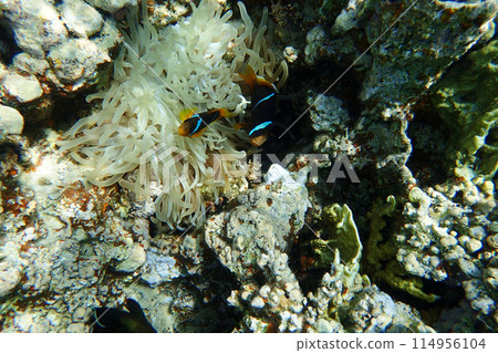 nemo fishes nemo fishes 114956104