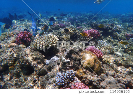 coral reef in Egypt, Makadi Bay coral reef in Egypt, Makadi Bay 114956105