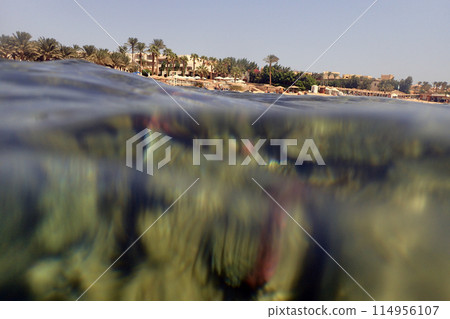 coral reef in Egypt, Makadi Bay 114956107