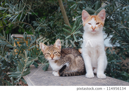 Cat on the street of Antalya, Turkey 114956134