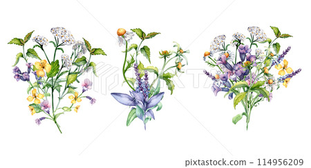 Set of bunch meadow herbal flowers watercolor illustration isolated. Chamomile, yarrow, celandine medicinal plants in botanical sketch style. Nettle, sage hand drawn. Design for label, package 114956209
