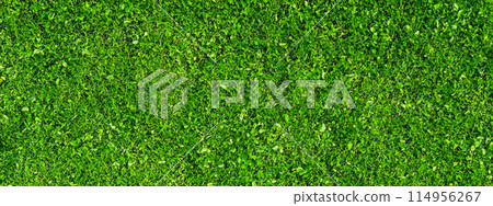 Aerial view of lush green grass Aerial view of lush green grass 114956267