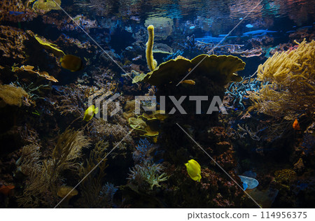 Tropical fish in aquarium in zoo 114956375