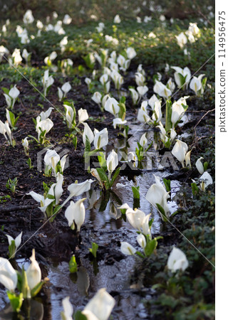 Water Basho Water Basho 114956475