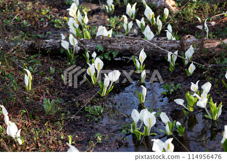 Water Basho Water Basho 114956476