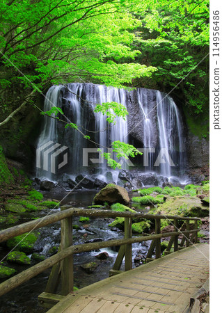 初夏的龍澤不動瀑布和藍色楓樹(福島縣豬苗代町) 初夏的龍澤不動瀑布和藍色楓樹(福島縣豬苗代町) 114956486